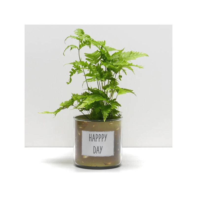Pot déco Happy day et sa plante
