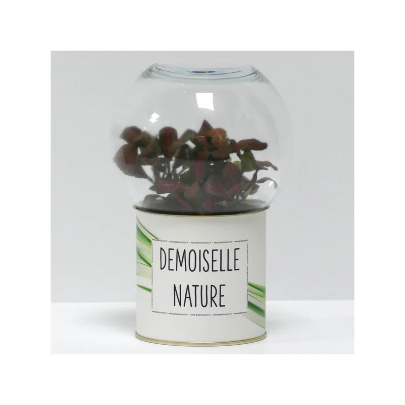 Terrarium déco Demoiselle nature