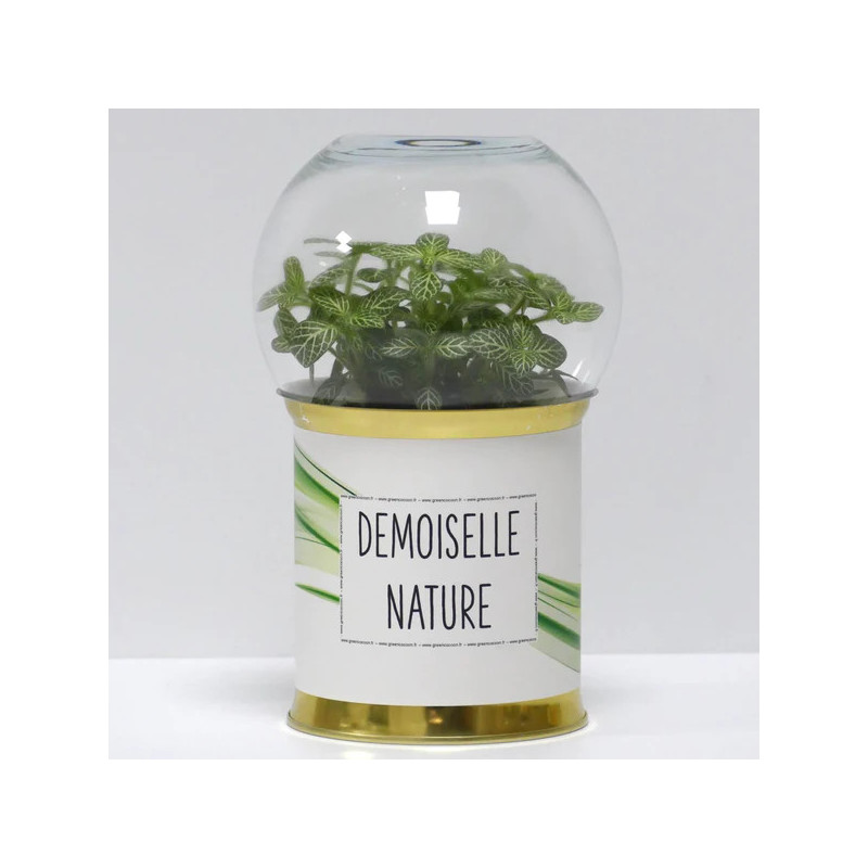 Terrarium déco Demoiselle nature