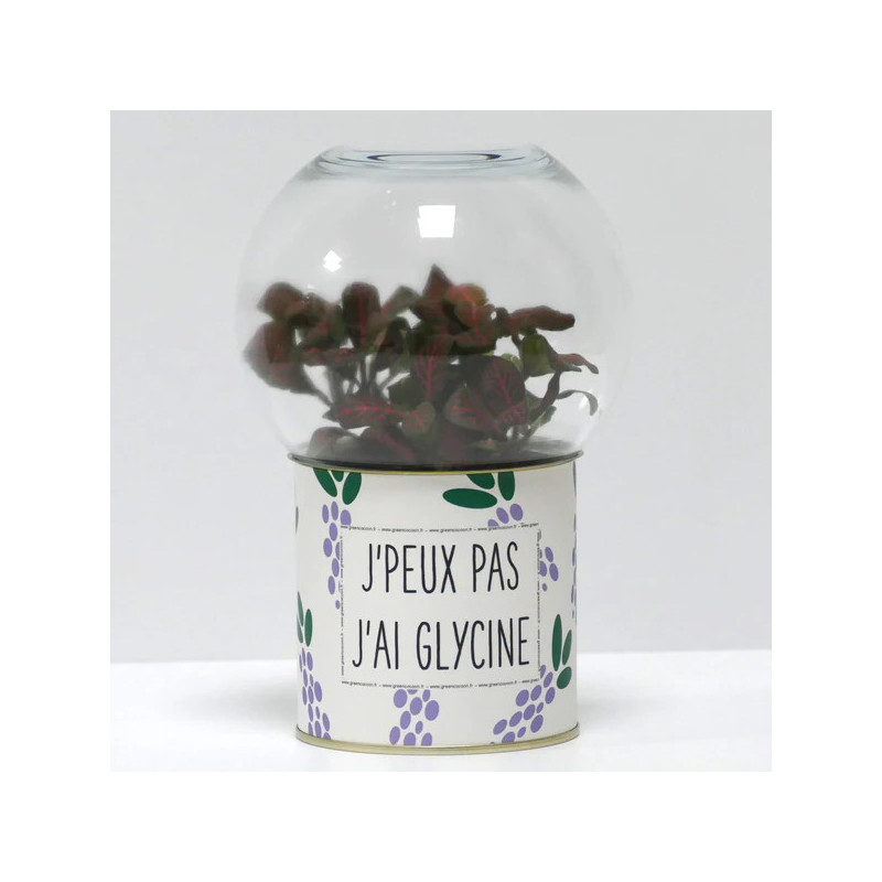 Terrarium déco J'peux pas j'ai glycine