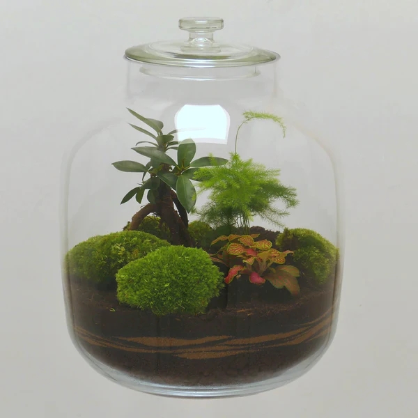 TERRARIUM CLASSIQUE TOULOUSE