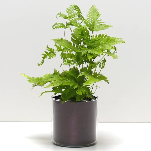 pots avec plantes deco florale SAINT-FARGEAU-PONTHIERRY